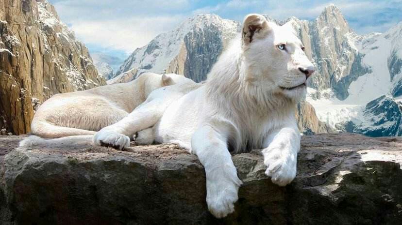 快乐星猫白狮王图片