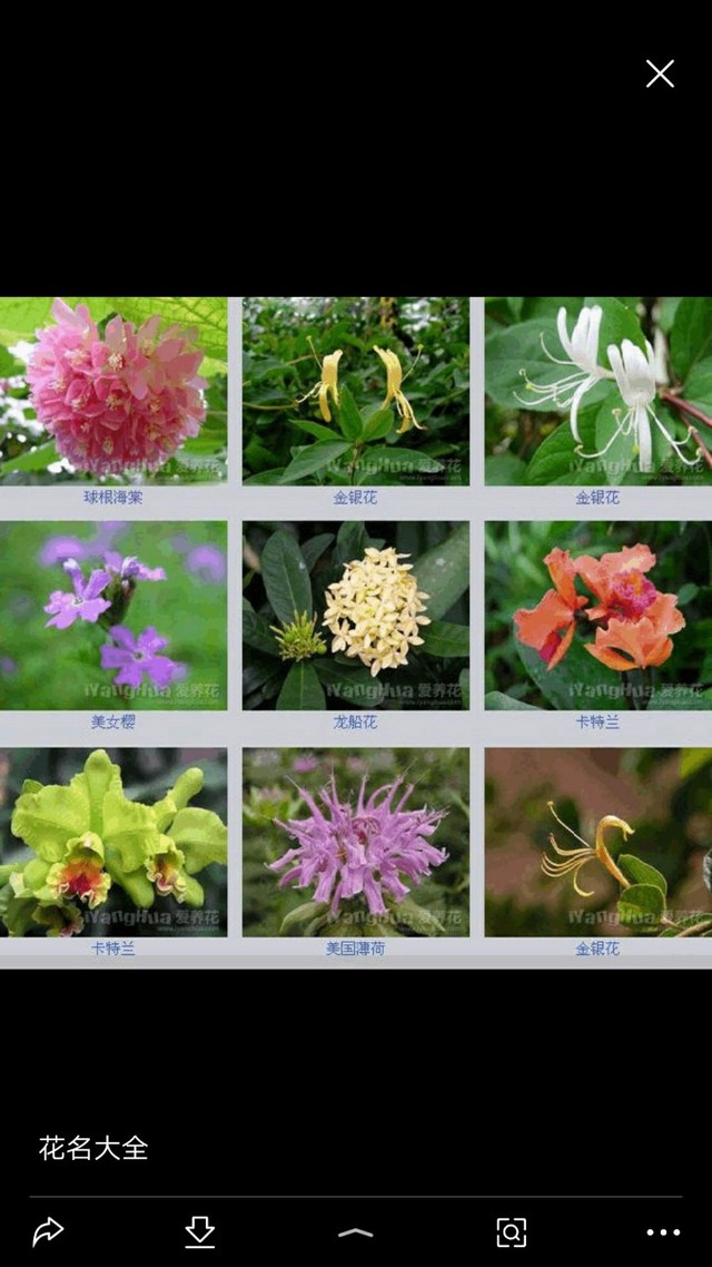 小花仙之夏安安的身世之谜