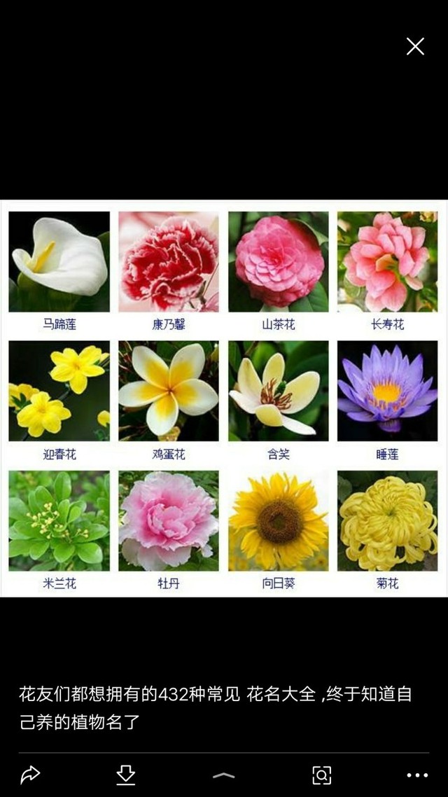 小花仙之夏安安的身世之谜