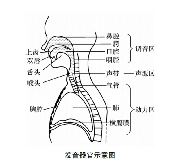 发音器官图解发音方法文字讲解
