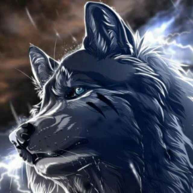 狼王梦之紫岚重生第一季