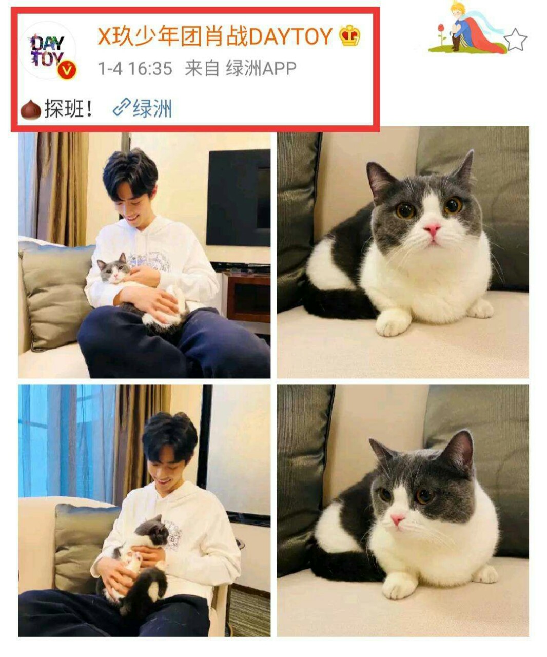 王一博赵书宇流浪猫图片