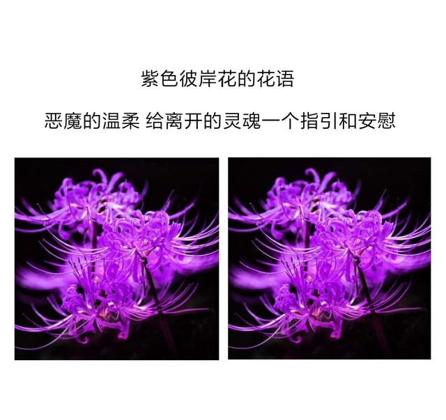 花与花语(不是正文)-暗之诅咒,契约之战-话本小说网