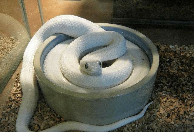 第十一:鬼厉出现,惊羽收获新宠物!