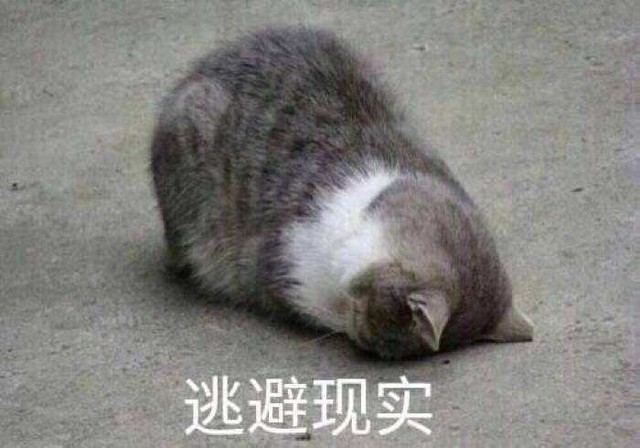 王一博:猫系男友请签收