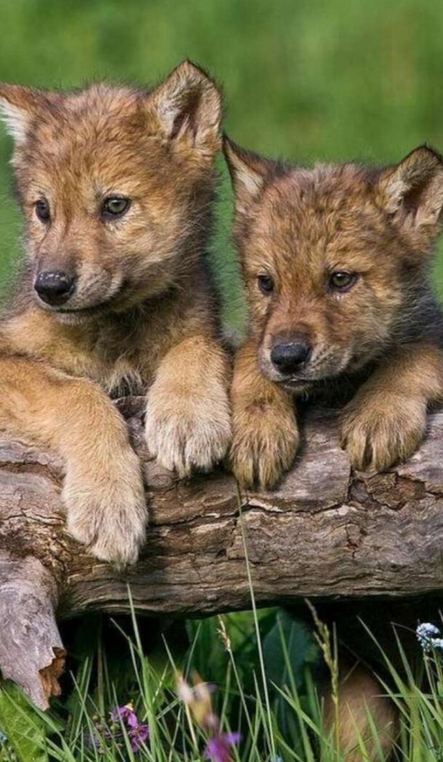 帝国狼.-中世纪之旅-话本小说网