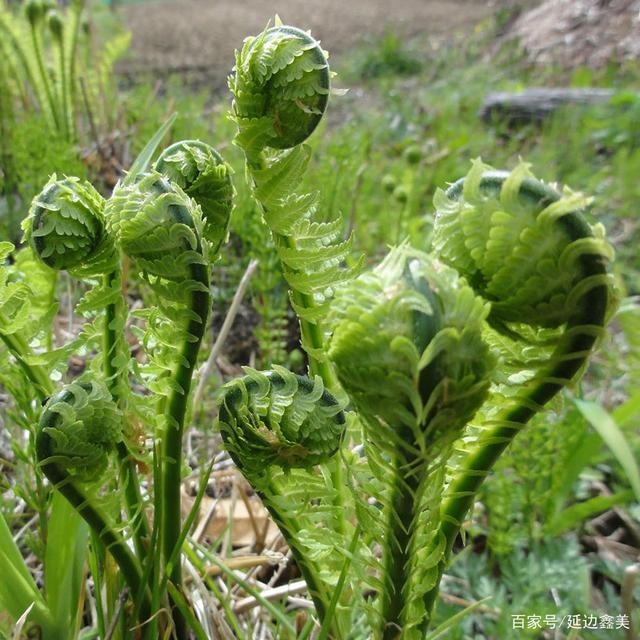 第七十七,向往的生活第一期-德云社之师叔的守护-话本小说网