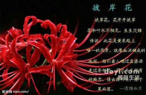 神兽金刚被尘封的记忆