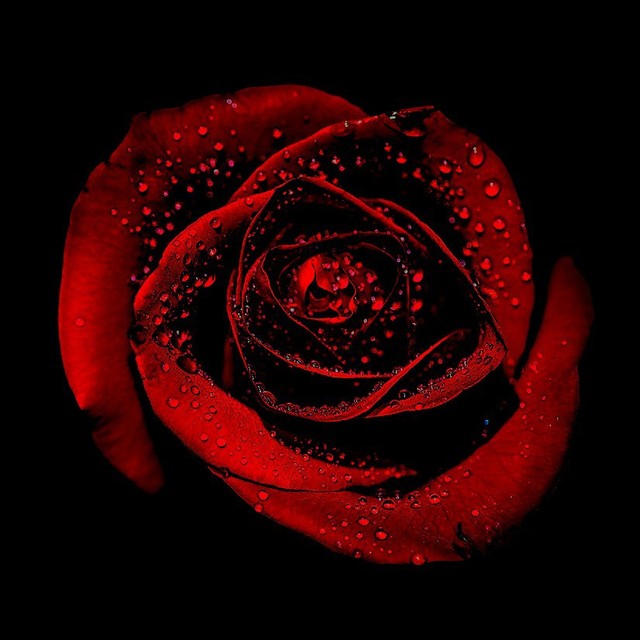 用血来滋养的玫瑰比普通的玫瑰艳红了许多……而距离街道数十里的巨大