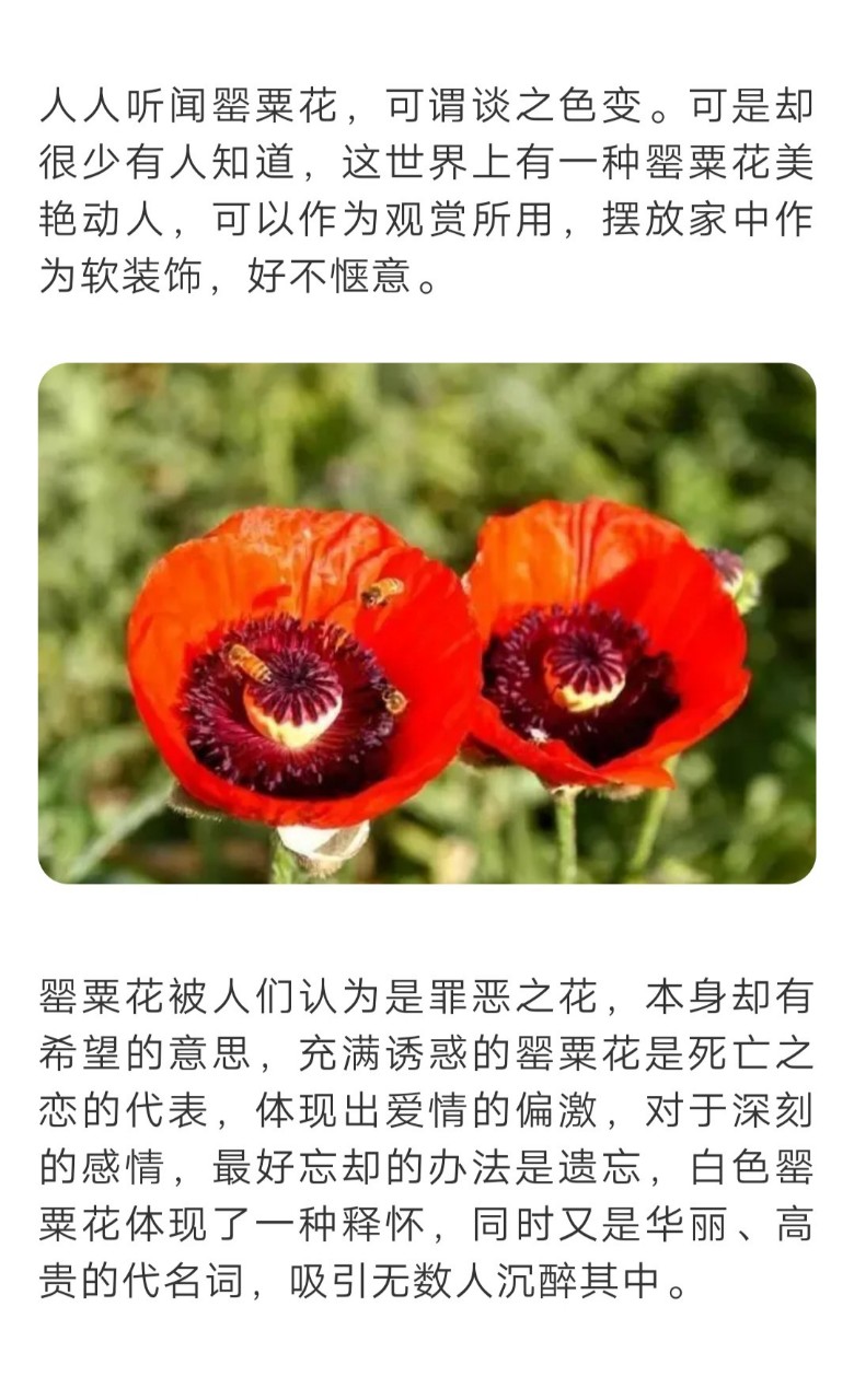 罂粟花花语文字图片