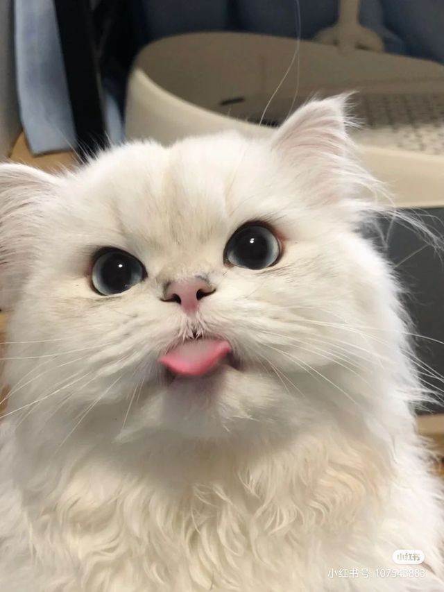 王若珊周翊然-百变少女猪刚鬣本鬣最新章节-免费小说