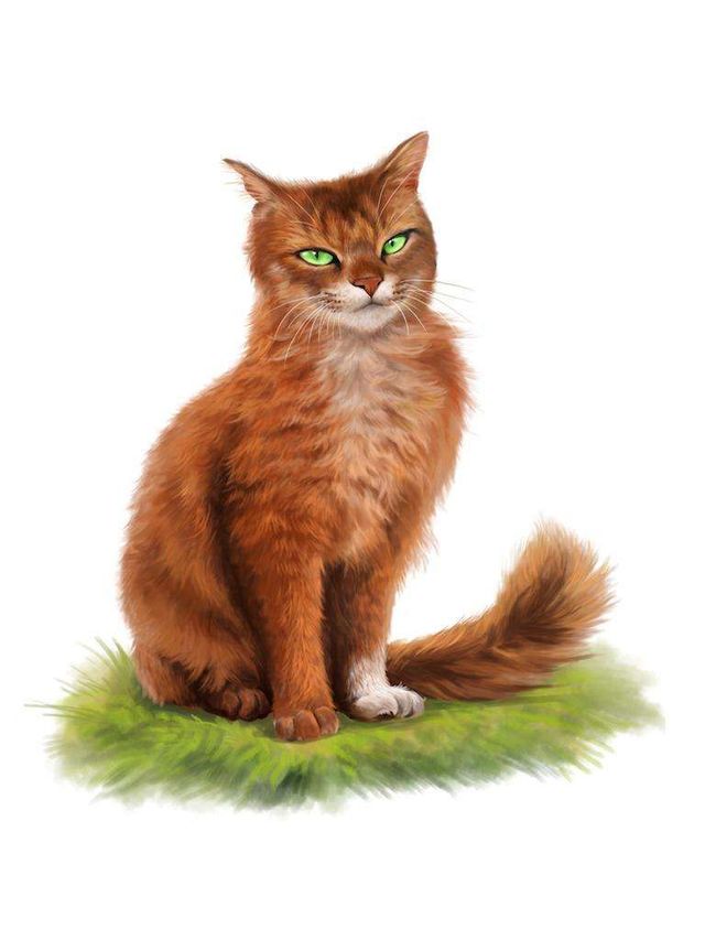 松鼠飞-至尊至敬猫武士-话本小说网