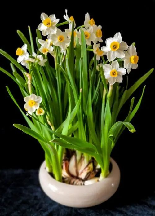 水仙花-花语图鉴-话本小说网