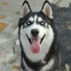 狗