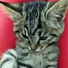 豹纹猫（老虎）