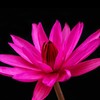 花痴