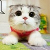 作者大大