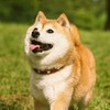 手下
