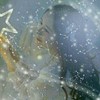 江惜雨