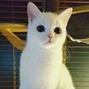 白猫