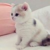 恋月