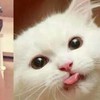 万能龙套