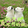 小白狼