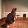 本大爷很厉害