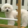 vivi