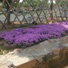 花痴