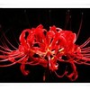 花痴