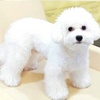 Vivi