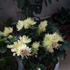 花之冬仙子