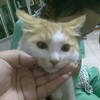 猫咪(小米)