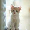 班韵妍