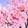 樱花们