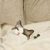 路猫已