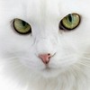 天雪猫