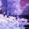 雪月菲