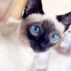 莉莎