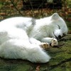 狐狸