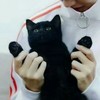 本喵乱入