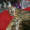 独宠萌猫