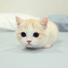 （猫版）夏以寒