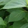 草痴b