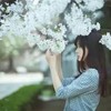 白青莲