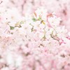 水性扬花作者大大