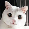 烧饼