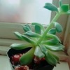 作者大大