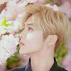 鹿晗